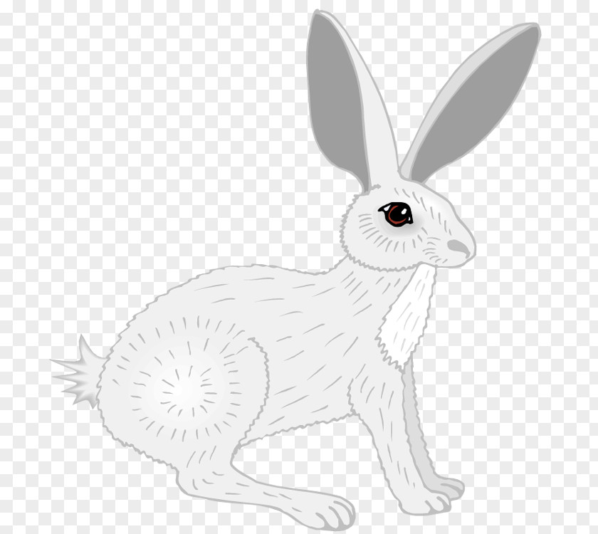 Images Rabbit Domestic White Hare Line Art PNG