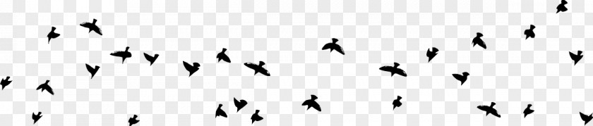 Real Birds Animal Migration Font Beak Feather Human PNG