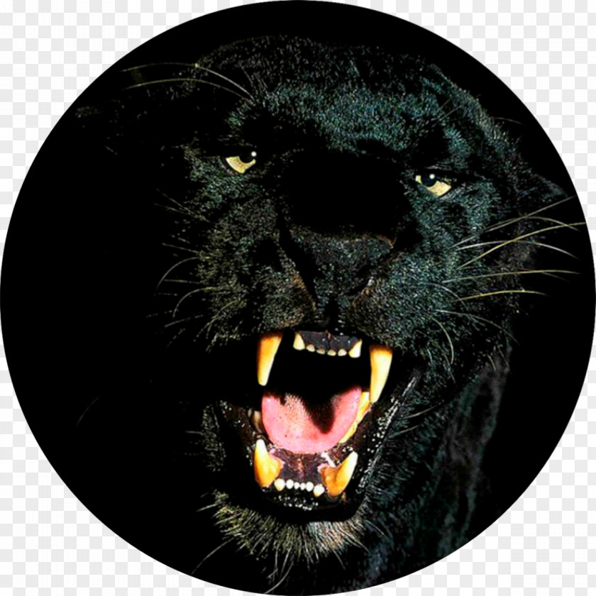 Black Panther Desktop Wallpaper Puma Computer 1080p PNG