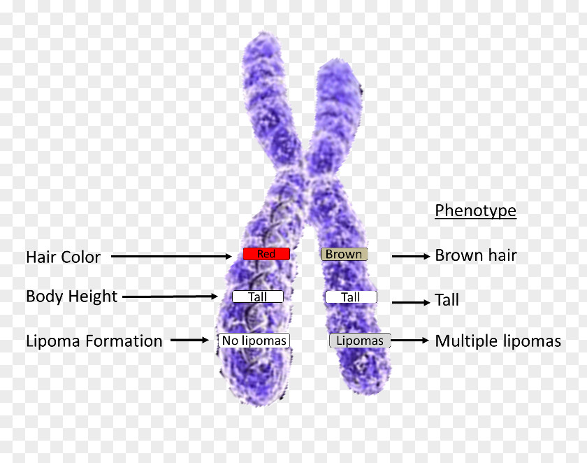 Chromosome Structure X Allele Genetics PNG