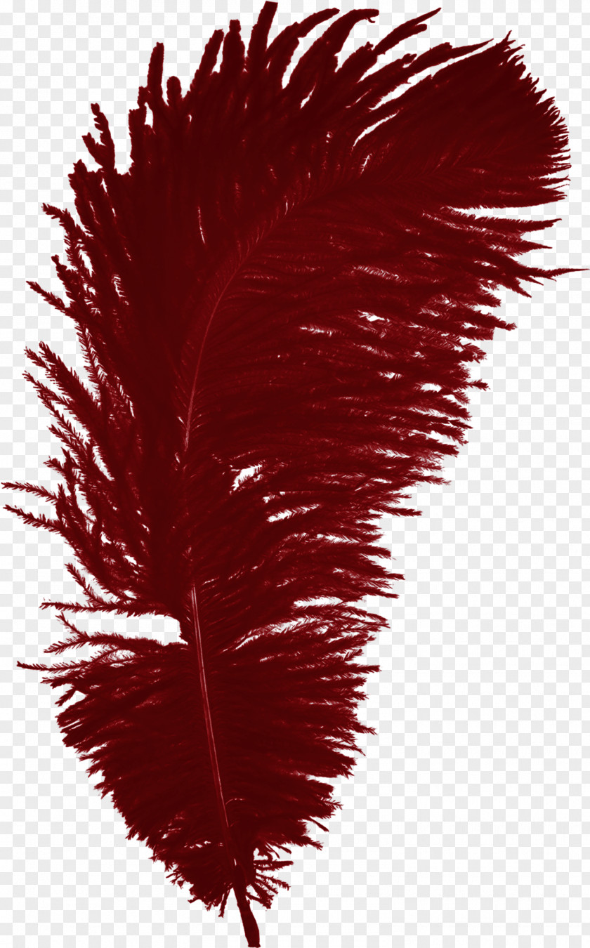 Feather Pictures Bird PNG