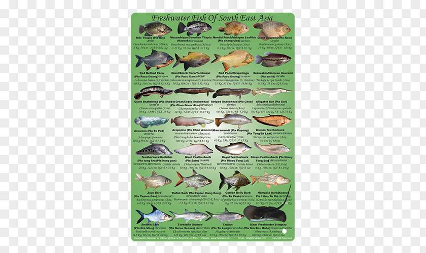 Marine Fish Asian Freshwater Fishes Fresh Water Southeast Asia PNG