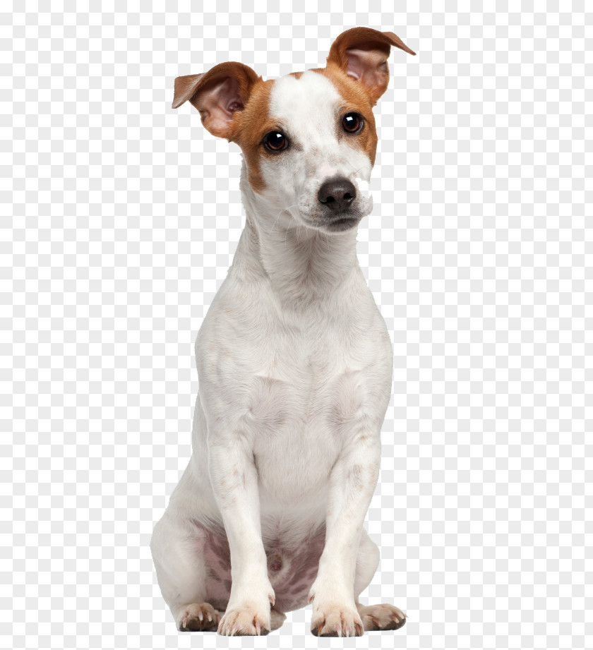 Puppy Jack Russell Terrier Parson Beagle PNG