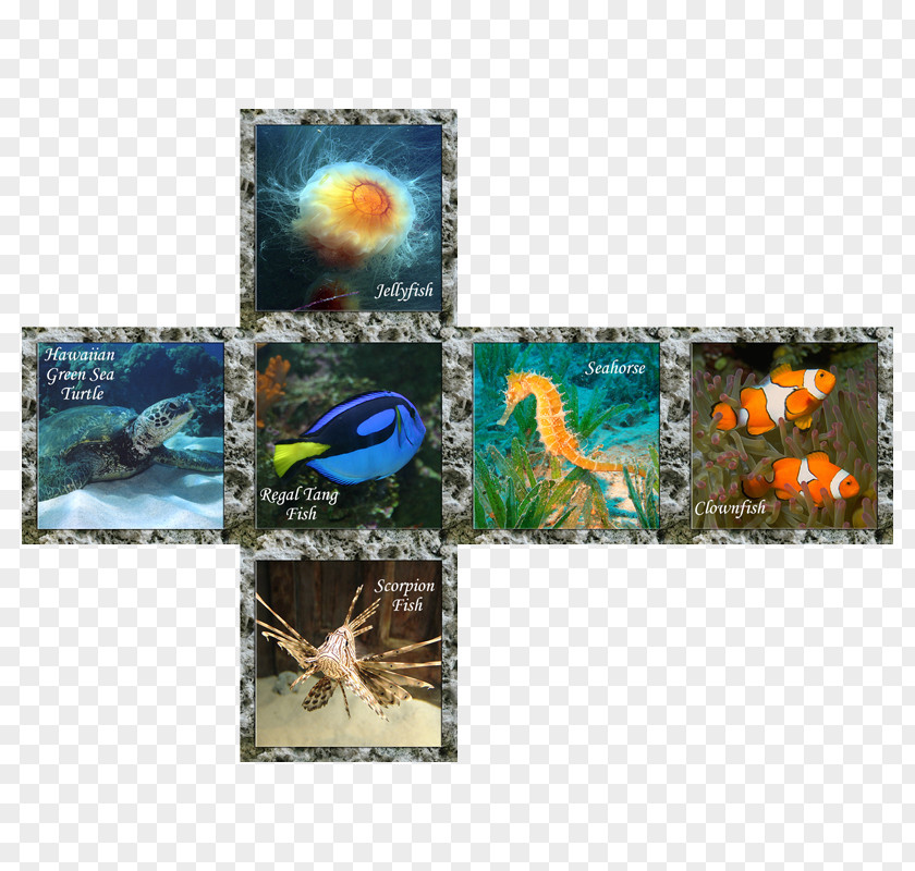 Sea World Flora Fauna Organism Marine Biology 0 PNG