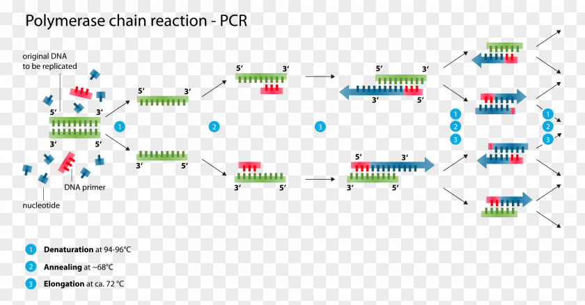 Step Label Real-time Polymerase Chain Reaction DNA PNG