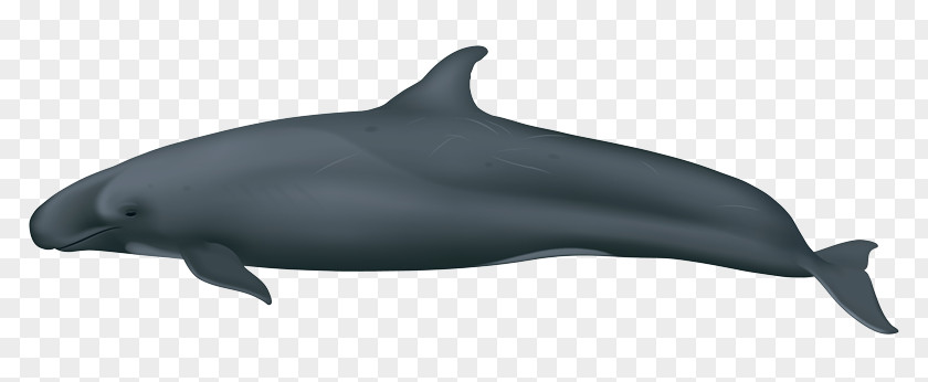 Striped Dolphin Whale Cartoon PNG