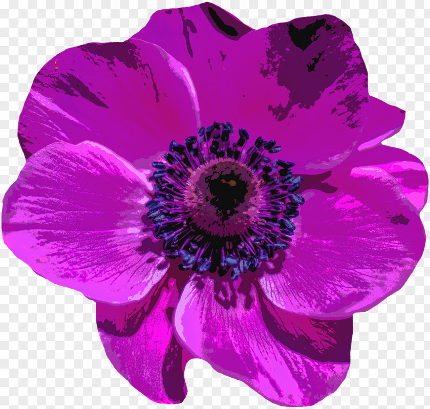 Violet Flower Purple Poppy PNG