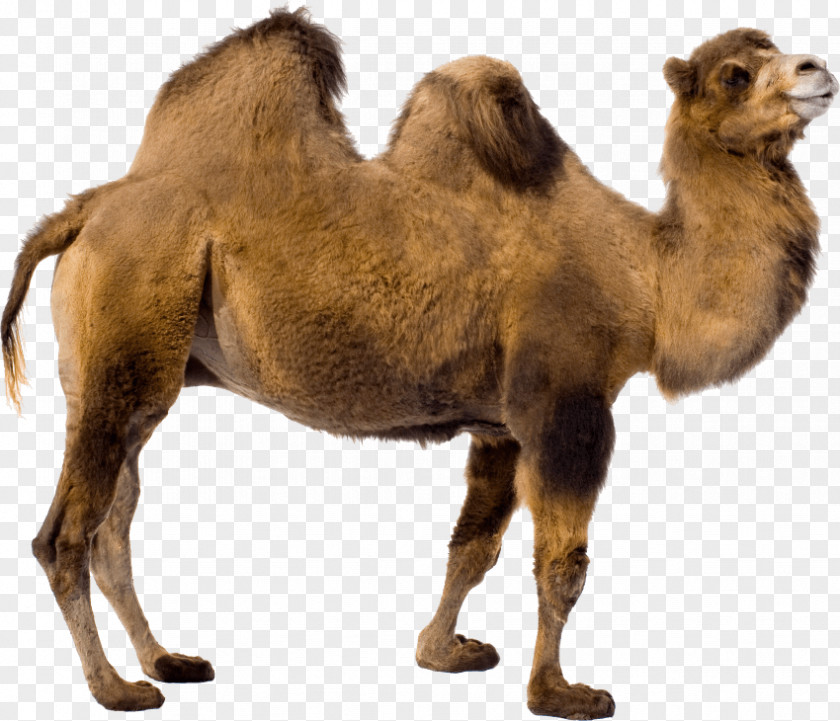 Ajithkumar Images Bactrian Camel Dromedary Clip Art Image PNG
