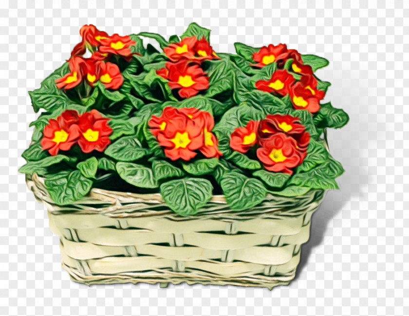 Flower Flowerpot Plant Houseplant Primula PNG