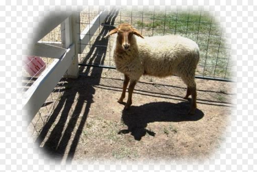 Goat California Red Sheep XC Alpacas & Goats PNG