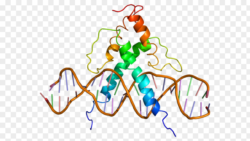 Leucine Zipper USF1 Basic Helix-loop-helix Transcription Factor Gene USF2 PNG