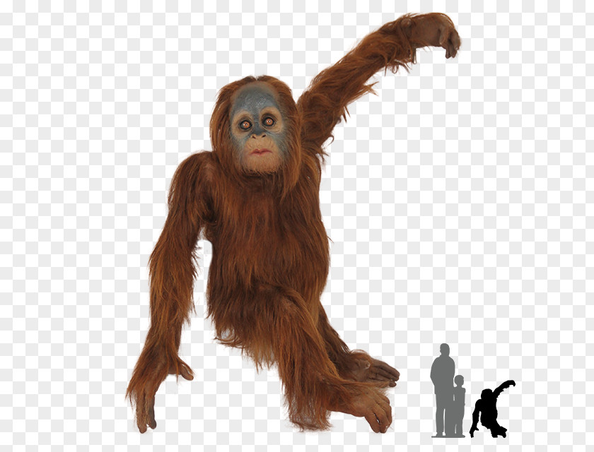 Orangutan Chimpanzee Gorilla Bornean Primate Sumatran PNG