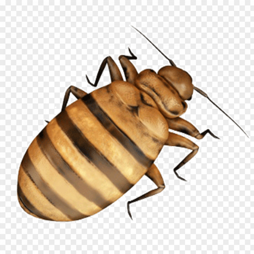 Trống Đồng Cockroach Bed Bug Insect PNG