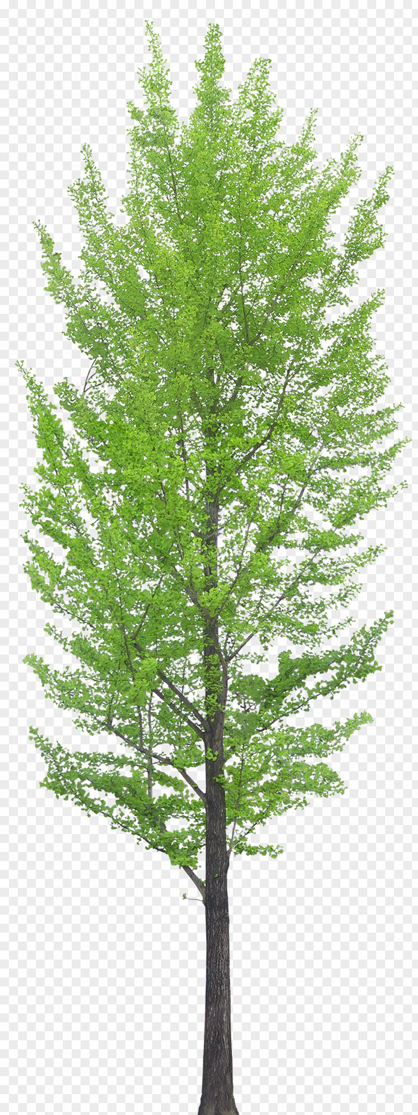 Trees Tree Clip Art PNG