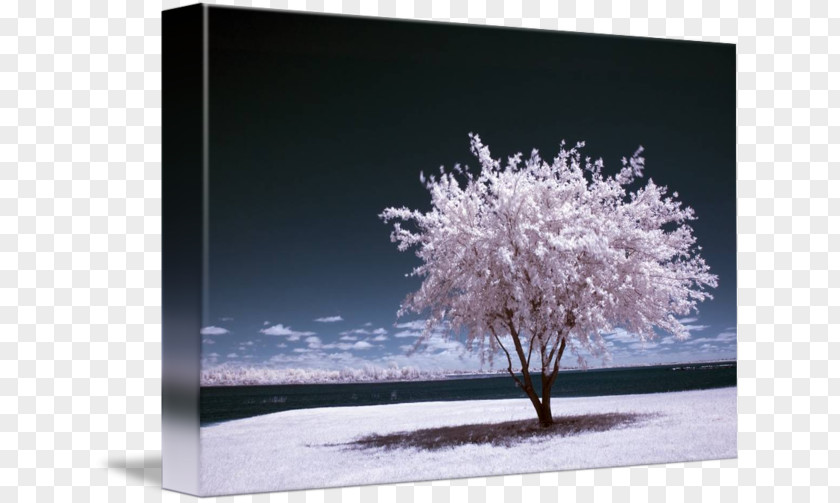 Winter Summer Infrared Photography Art Digital PNG