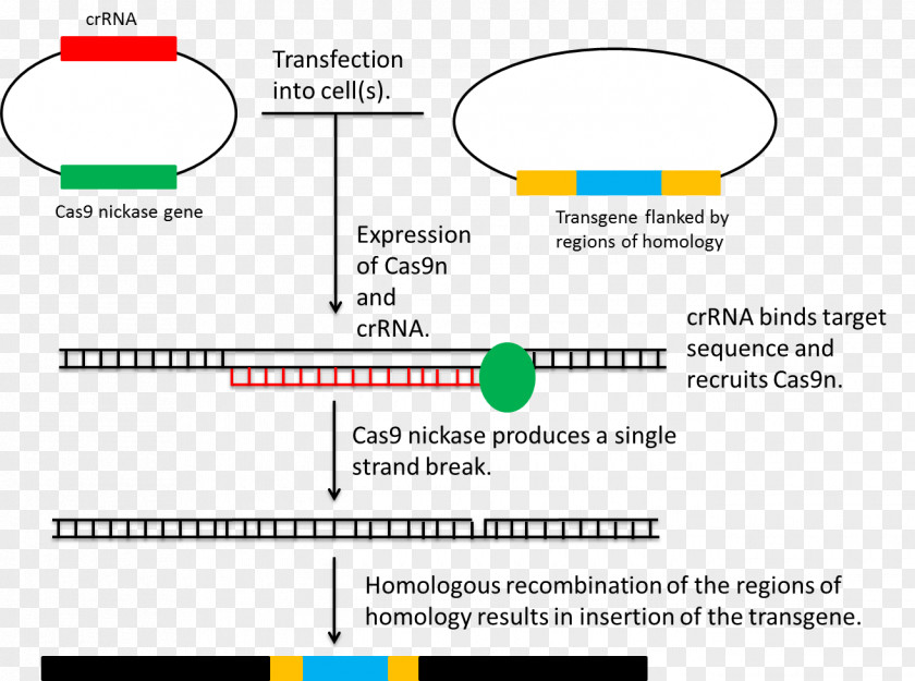 Homology Homologous Recombination CRISPR Genome Editing Genetic Plasmid PNG