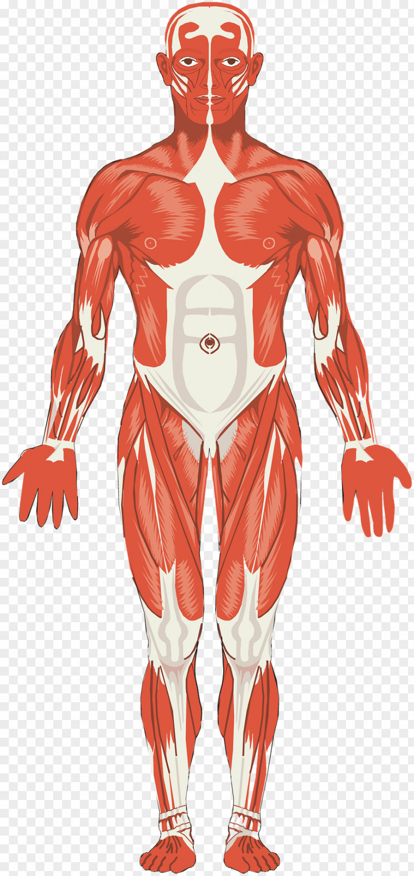 Muscular System Muscle Anatomy Organ Joint PNG system Joint, muscle clipart PNG