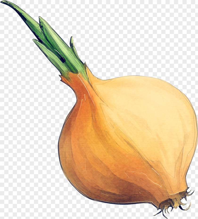Natural Foods Pearl Onion Yellow Vegetable Shallot Plant PNG