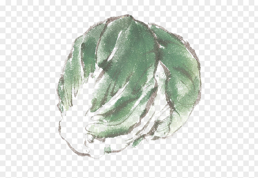 Cabbage Ink Vegetable Napa Clip Art PNG