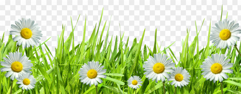 Camomile Common Daisy Lawn Photography Royalty-free Clip Art PNG