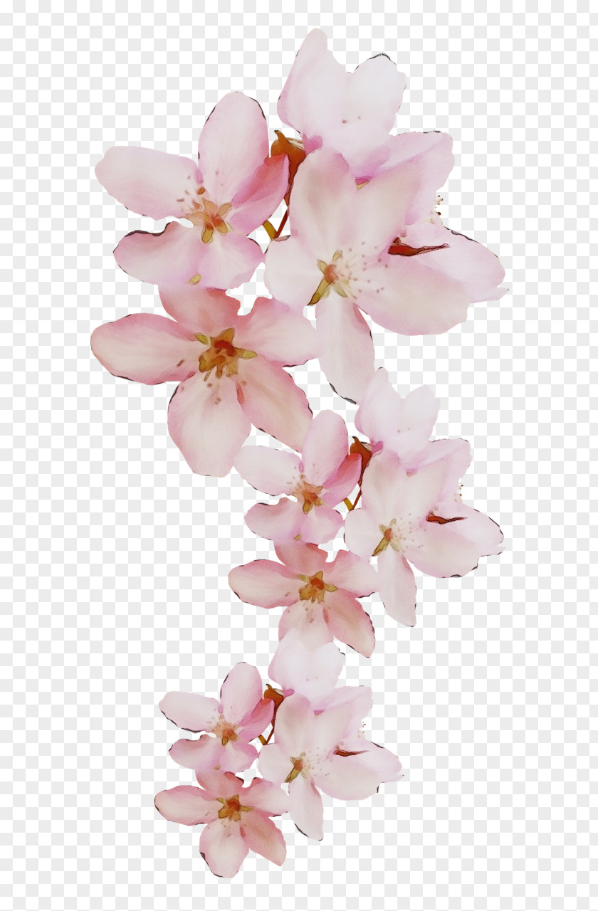 Cherry Blossom PNG