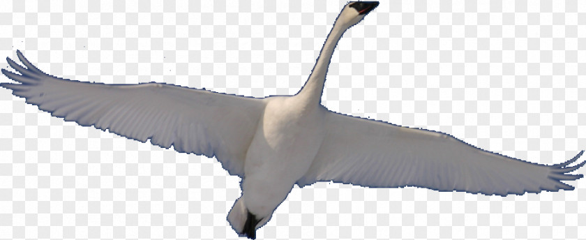 Swan Fly Cygnini Bodhisattva Goose Satori PNG