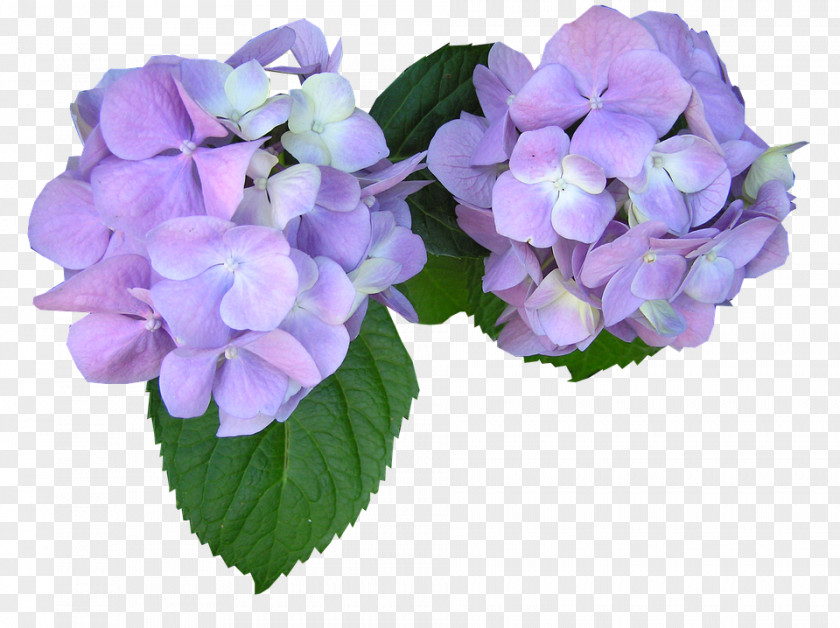 Violet Mauve Cut Flowers Clip Art PNG