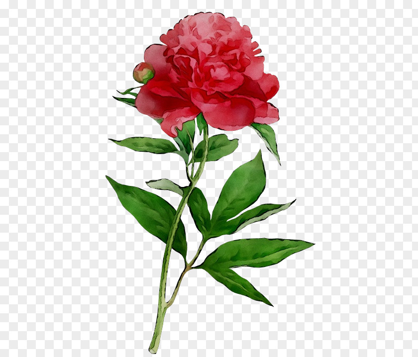 Cut Flowers Floral Design Rose Carnation PNG