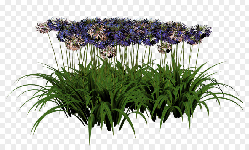Cut Flowers Floristry Flowerpot Flowering Plant PNG