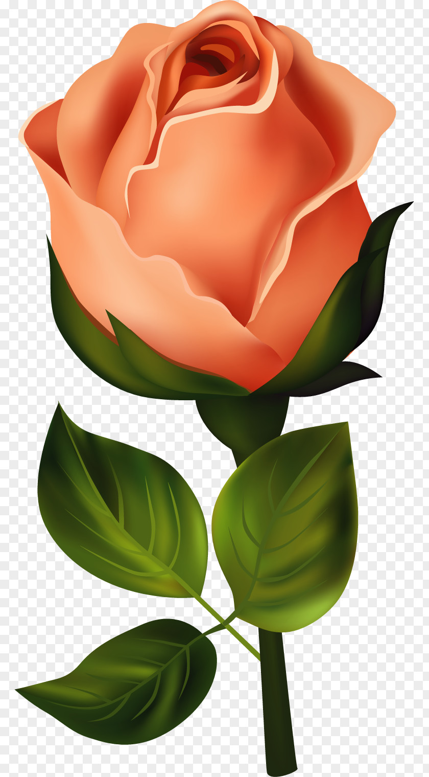 Flower Painted Rose Birth Clip Art PNG