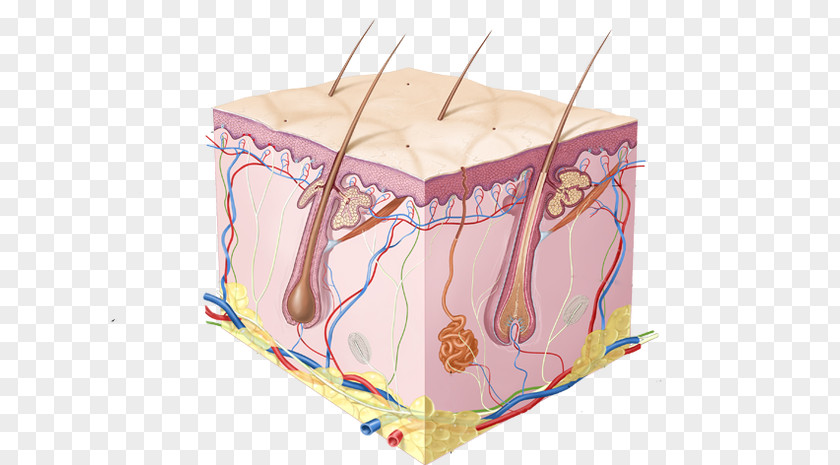 Integumentary System Human Skin Cell Diagram Body PNG