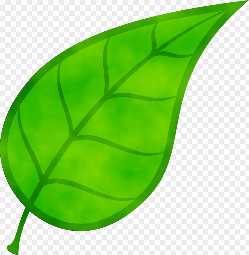 Leaf Cosmogenic Nuclide Stable Stoma Product Design PNG