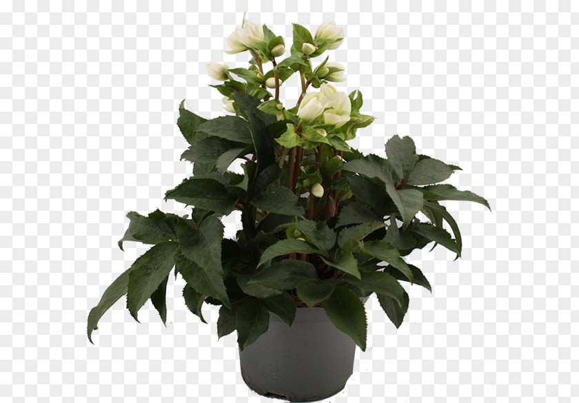 Leaf Flowerpot Houseplant Herb PNG