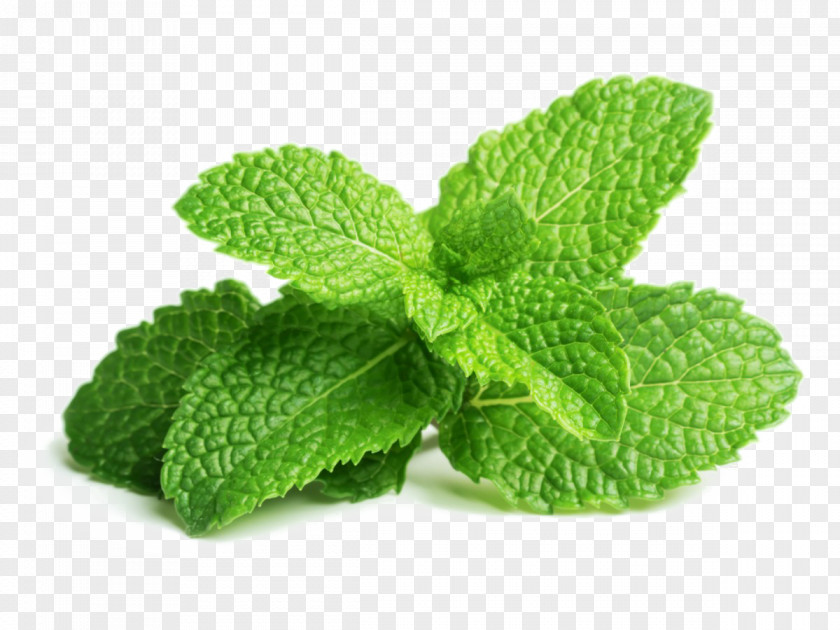 Mojito Peppermint Mentha Spicata Herb Leaf PNG