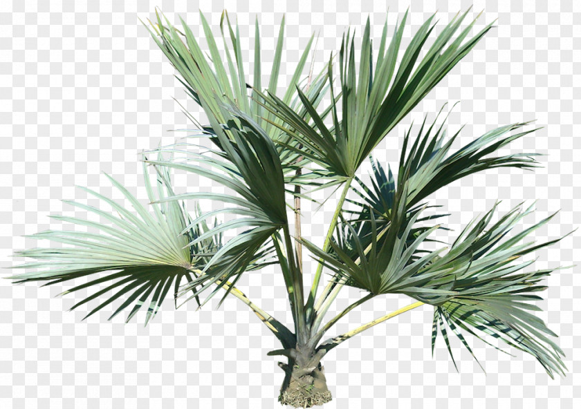 Paurotis Palm Woody Plant Tree PNG