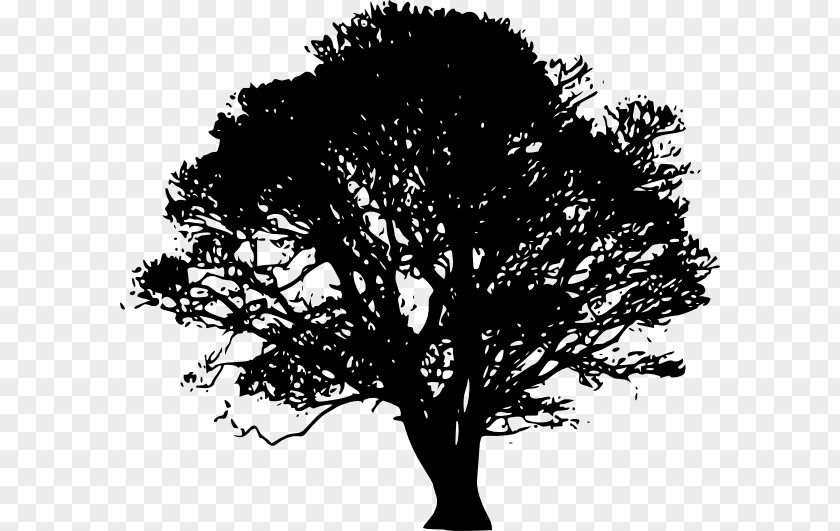 Tree White Oak Southern Live Clip Art PNG