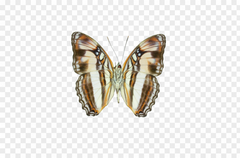 V Butterfly Adelpha Melona Insect Limenitidinae PNG