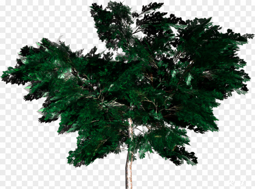 Vigor Green Trees Pictures Tree Forest Woody Plant Clip Art PNG