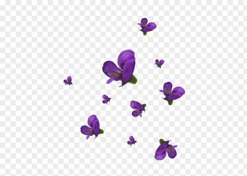 Violet Cut Flowers Petal Viola PNG