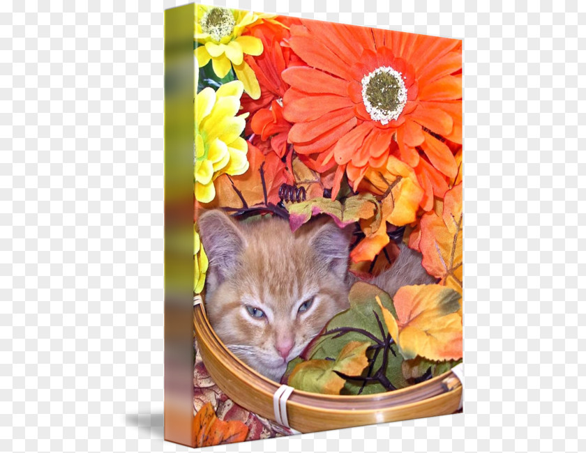 Falling Flower Whiskers Kitten Tabby Cat PNG