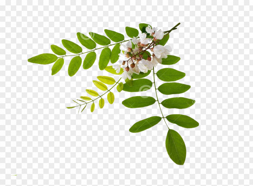 Flower Persian Silk Tree Stock Photography Black Locust Leaf PNG