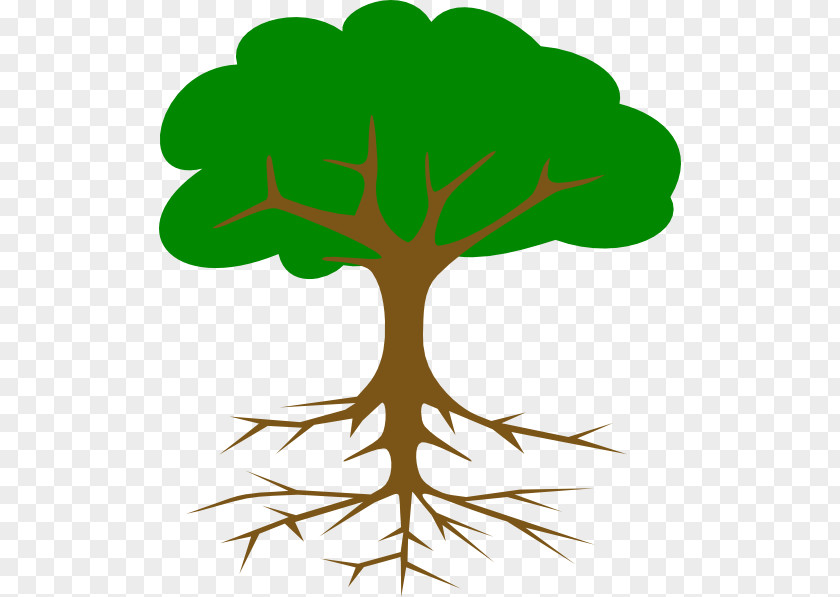 Tree Root Clip Art PNG