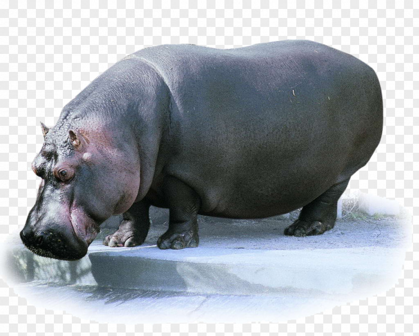 African Hippo Pygmy Hippopotamus Animal Flash Cards PNG