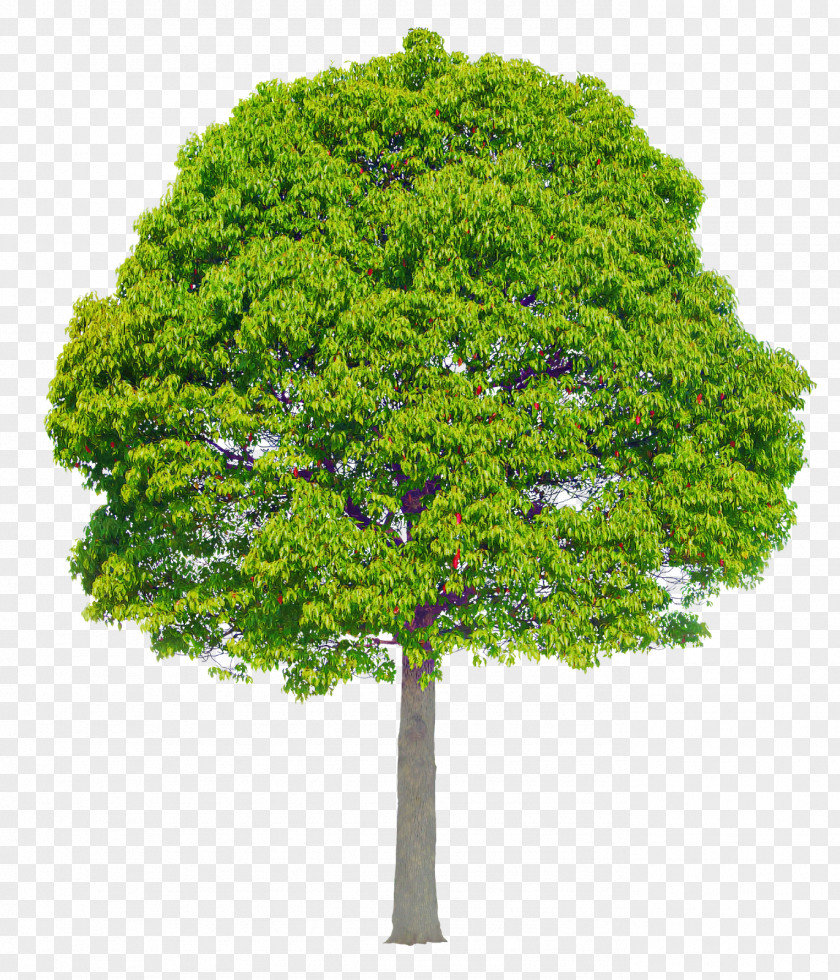 Arbor Day PNG