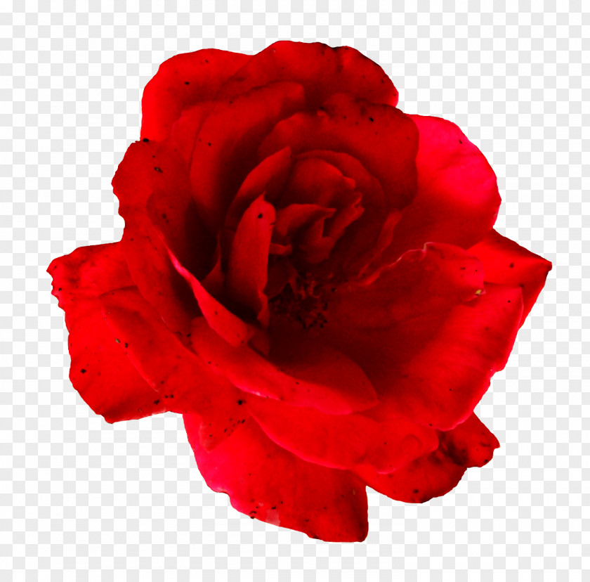 Floribunda Hybrid Tea Rose Garden Roses PNG