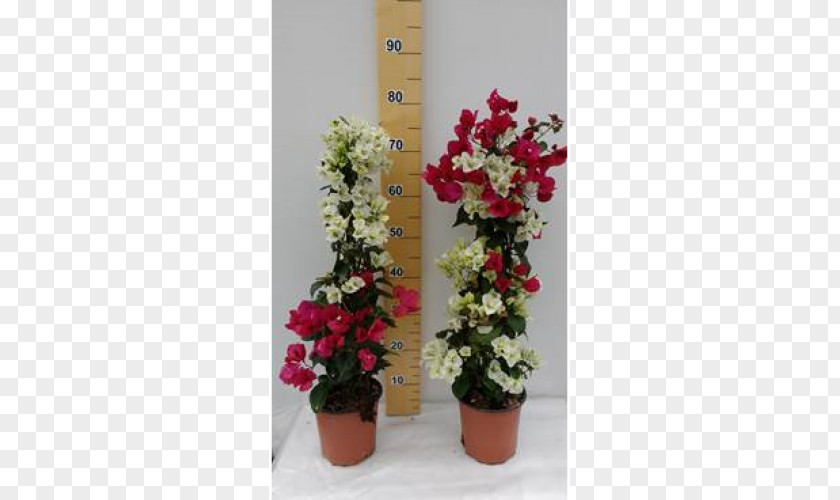 Flower Flowerpot Floral Design Bougainvillea Shrub PNG