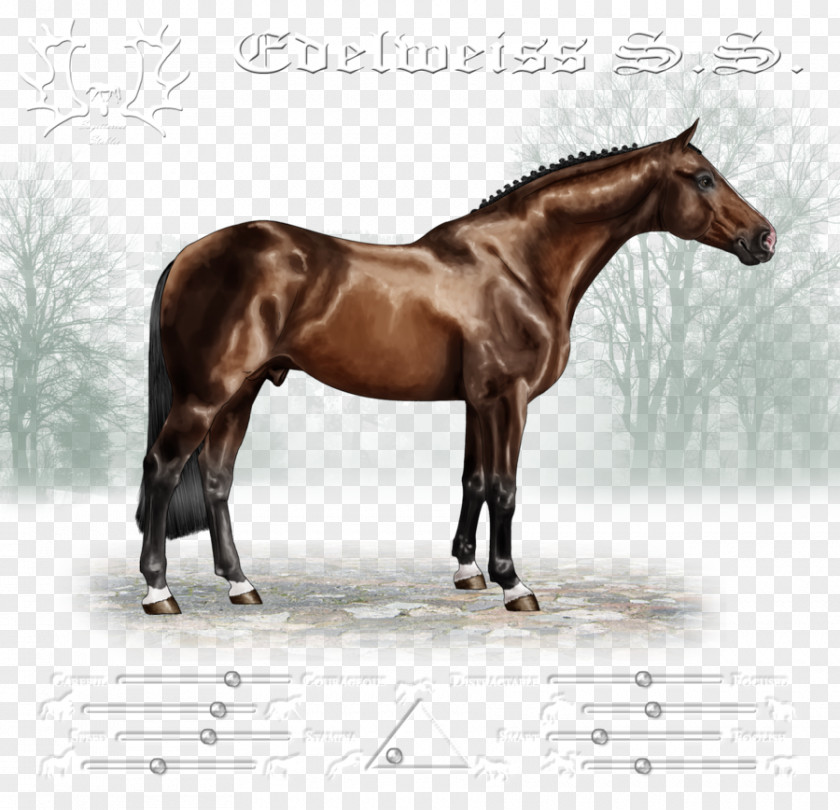 Mustang Stallion Halter Mare Rein PNG