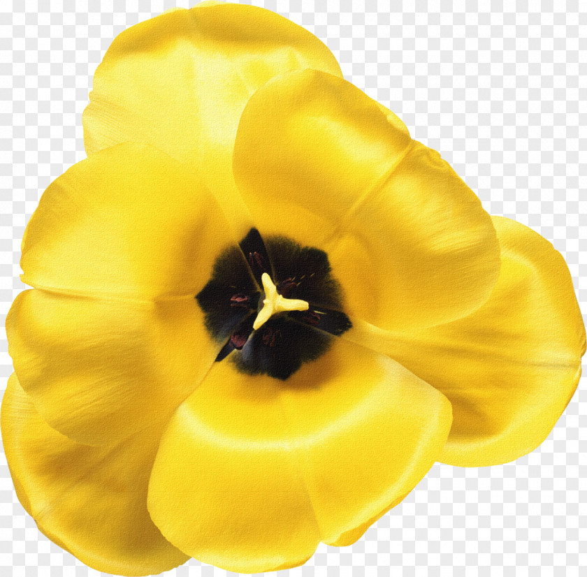 Orange Flower Royalty-free Tulip Wattpad PNG