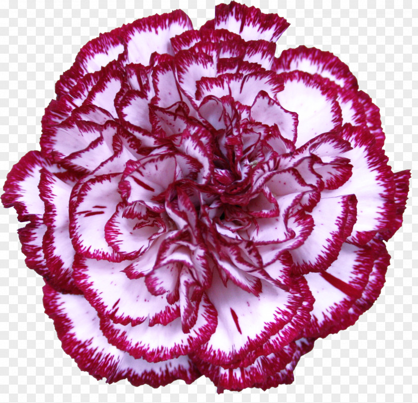 Red Carnation Cut Flowers Garden Roses Petal PNG