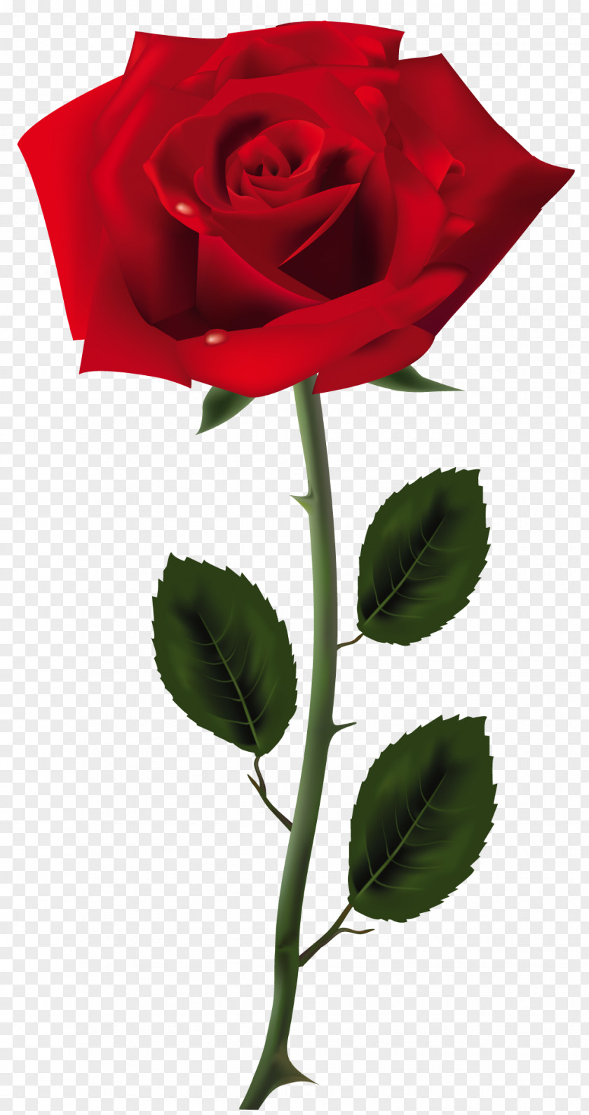 Red Rose Art Picture Clip PNG